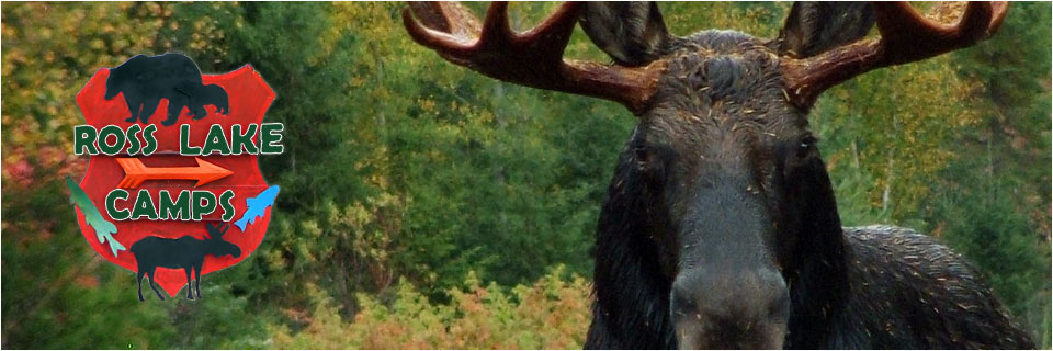 Maine moose hunting - trophy moose at Ross Lake Camps