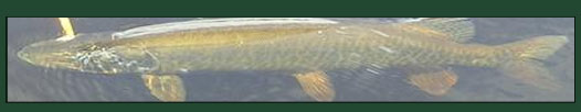 Muskie Fishing guide services at Ross Lake Camps in north Maine woods