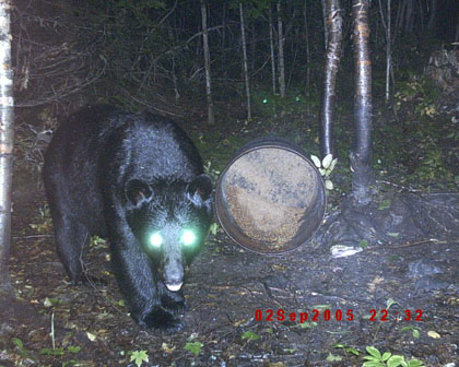 bearbaiting