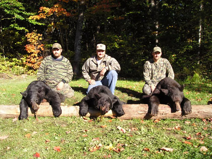 bears