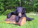 Maine bear hunting archive photos