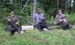 Maine Black Bear Hunt 2008 (15)