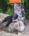 Maine Black Bear Hunt 2008 (26)