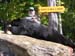 Maine Black Bear Hunt 2008 (27)