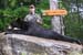 Maine Black Bear Hunt 2008 (35)