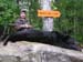 Maine Black Bear Hunt 2008 (37)