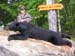 Maine Black Bear Hunt 2008 (39)