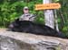 Maine Black Bear Hunt 2008 (50)