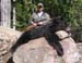 Maine Black Bear Hunt 2008 (67)