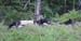 Maine Black Bear Hunt 2008