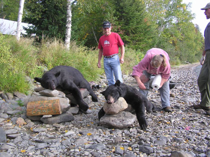 bearbowhunting