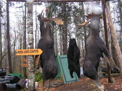 bearmoose