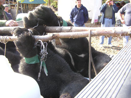 black-bear-record