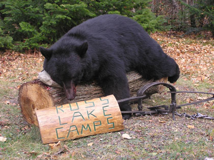 blackbeartrapping