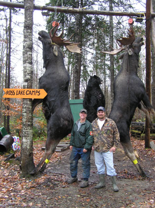 moose