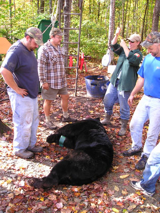 trophy-bear
