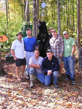trophymainebear