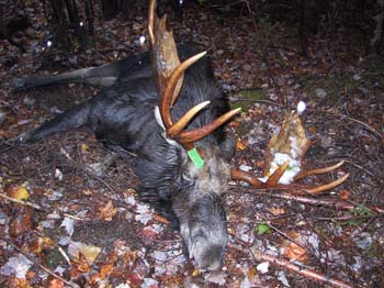 trophymoose