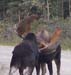 Trophy Maine Moose Hunting 2009 (56)