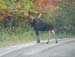 Trophy Maine Moose Hunting 2009 (60)