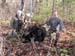 Trophy Maine Moose Hunting 2009 (62)
