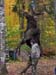 Trophy Maine Moose Hunting 2009 (69)