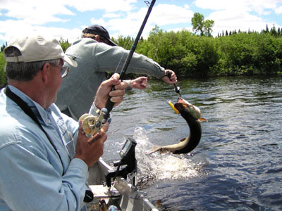 landingmuskie