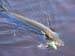 Maine Musky Fishing 2008 (8)
