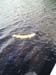 Muskellunge