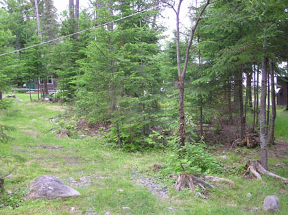 forest