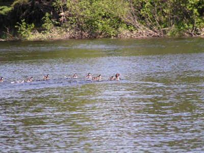 Buffleheads