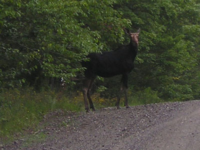 baby-moose
