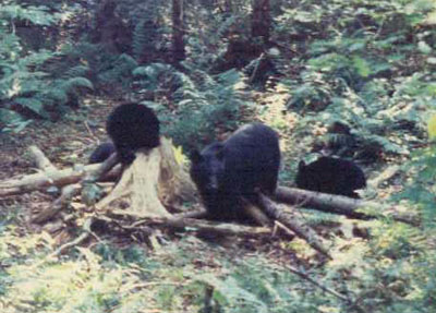 blackbears