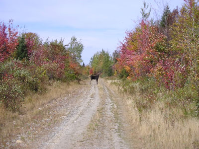 bull-moose