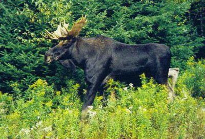 bullwinkle