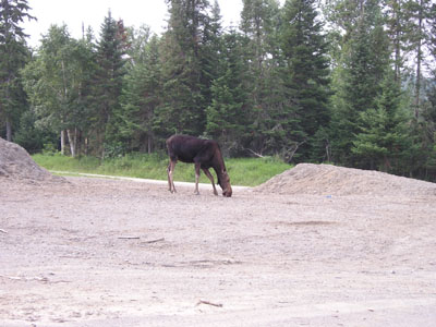 cow-moose