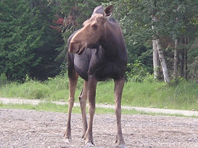 cowmoose