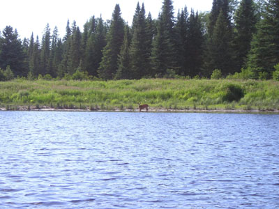 deer