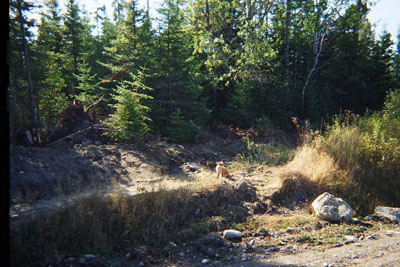 grouse-maine