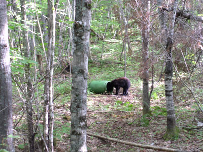 mainebear
