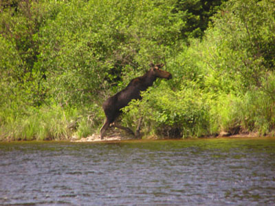 moose-river