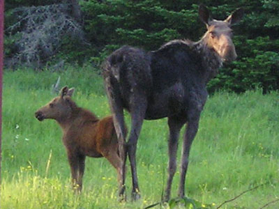 mooseandcow