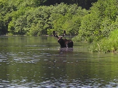 moosedrinking