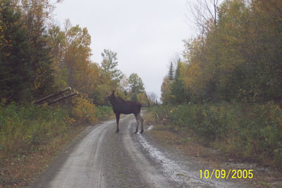 mooseinroad