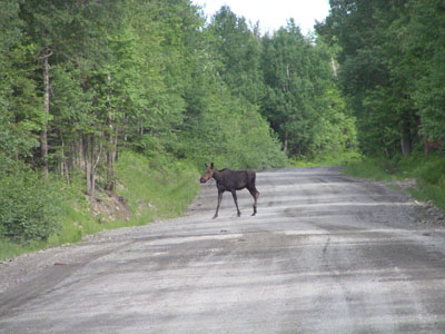 mooseintheroad