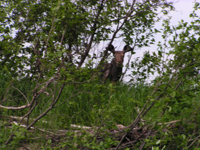 mooseinwild