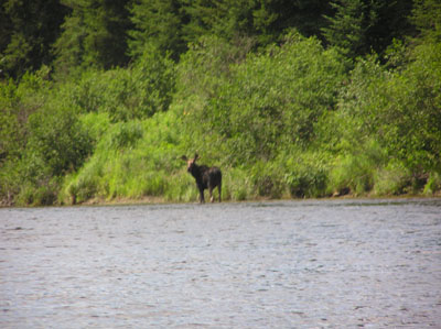 mooseonriver