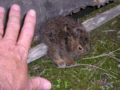 rabbit