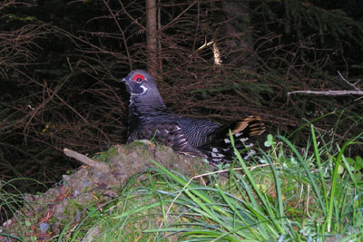 spruce-grouse