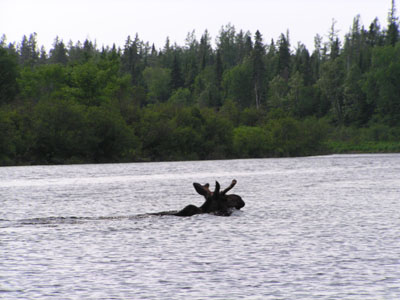 swimmingmoose
